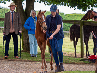 KS300622-48 - Cupboard Love & foal by Territories